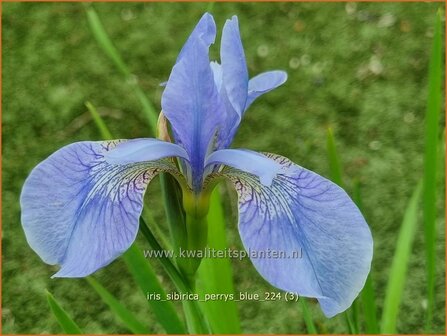 Iris sibirica &#039;Perry&#039;s Blue&#039; | Siberische lis, Lis, Iris | Sibirische Schwertlilie | Siberian Iris