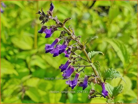 Isodon longitubus | Chinesische Buschnessel | Trumpet Spurflower