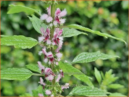 Leonurus cardiaca | Hartgespan | Echtes Herzgespann | Cow Wort