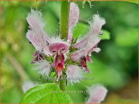 Leonurus cardiaca | Hartgespan | Echtes Herzgespann | Cow Wort