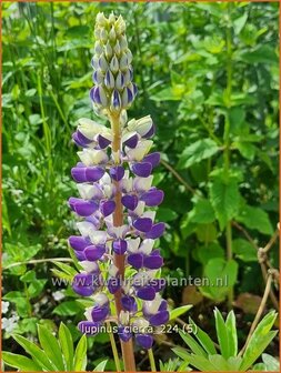 Lupinus 'Cierra' | Lupine | Lupine | Lupin