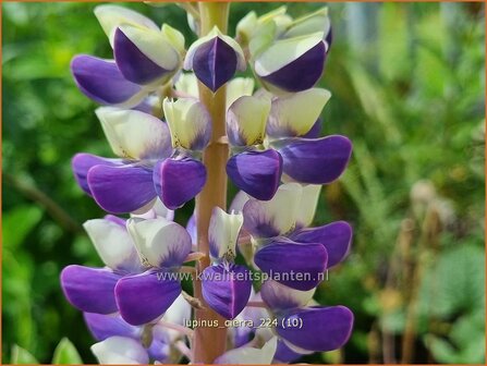 Lupinus 'Cierra' | Lupine | Lupine | Lupin