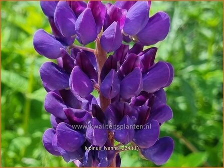 Lupinus 'Lyanna' | Lupine | Lupine | Lupin