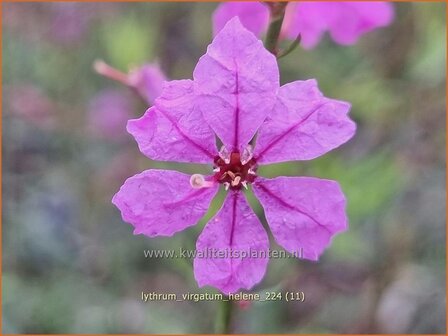 Lythrum virgatum 'Hel&egrave;ne' | Fijne kattenstaart, Kattenstaart | Ruten-Weiderich | Wand Loosestrife