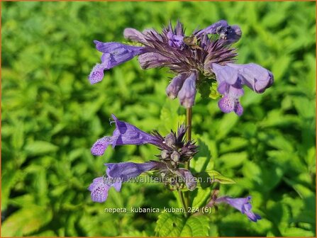 Nepeta kubanica 'Kuban' | Kattenkruid | Kaukasische Katzenminze | Large Flowered Catmint