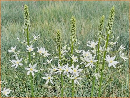 Ornithogalum ponticum 'Sochi' | Bosvogelmelk, Pontische vogelmelk, Vogelmelk | Milchstern | Star-of-Bethlehem