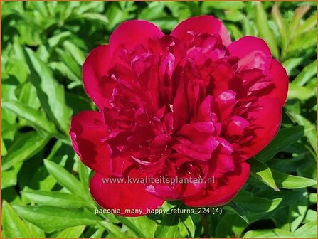 Paeonia &#039;Many Happy Returns&#039; | Pioenroos, Pioen | Pfingstrose | Peony