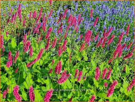 Persicaria amplexicaulis | Doorgroeide duizendknoop, Adderwortel, Duizendknoop | Kerzenkn&ouml;terich | Mountain Fleece