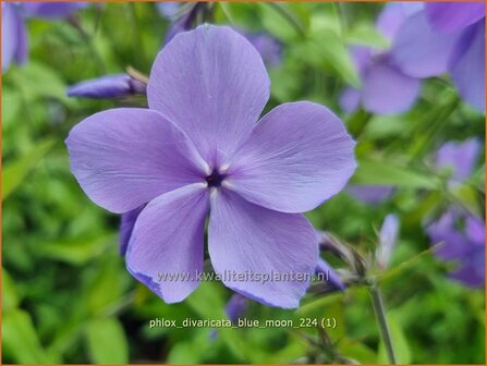 Phlox divaricata &#039;Blue Moon&#039; | Voorjaarsvlambloem, Vlambloem, Flox, Floks | Wald-Flammenblume | Blue Phlox
