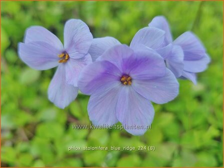 Phlox stolonifera &#039;Blue Ridge&#039; | Vlambloem, Flox, Floks | Ausl&auml;ufer-Flammenblume | Creeping Phlox