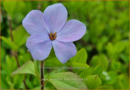 Phlox stolonifera &#039;Blue Ridge&#039; | Vlambloem, Flox, Floks | Ausl&auml;ufer-Flammenblume | Creeping Phlox