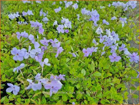 Phlox stolonifera &#039;Blue Ridge&#039; | Vlambloem, Flox, Floks | Ausl&auml;ufer-Flammenblume | Creeping Phlox