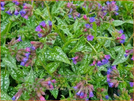 Pulmonaria 'Trevi Fountain' | Longkruid | Lungenkraut | Lungwort