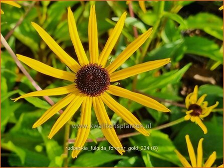 Rudbeckia fulgida 'Forever Gold' | Zonnehoed | Gew&ouml;hnlicher Sonnenhut | Black Eyed Susan