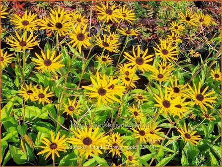Rudbeckia fulgida 'Forever Gold' | Zonnehoed | Gew&ouml;hnlicher Sonnenhut | Black Eyed Susan