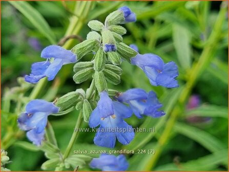 Salvia azurea &#039;Grandiflora&#039; | Azuurblauwe salie, Blauwe salie, Salie, Salvia | Gro&szlig;bl&uuml;tiger Sp&auml;therbst-Salbei | Pi