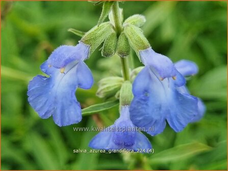 Salvia azurea &#039;Grandiflora&#039; | Azuurblauwe salie, Blauwe salie, Salie, Salvia | Gro&szlig;bl&uuml;tiger Sp&auml;therbst-Salbei | Pi