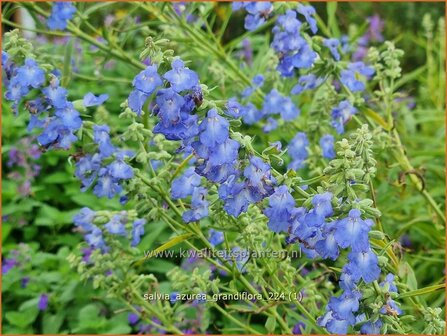 Salvia azurea &#039;Grandiflora&#039; | Azuurblauwe salie, Blauwe salie, Salie, Salvia | Gro&szlig;bl&uuml;tiger Sp&auml;therbst-Salbei | Pi