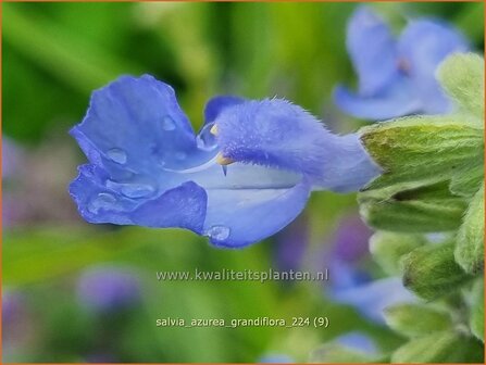 Salvia azurea &#039;Grandiflora&#039; | Azuurblauwe salie, Blauwe salie, Salie, Salvia | Gro&szlig;bl&uuml;tiger Sp&auml;therbst-Salbei | Pi