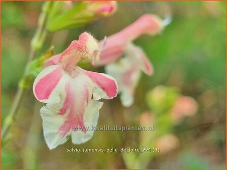 Salvia jamensis &#039;Belle de Loire&#039; | Salie, Salvia | Salbei | Autumn Sage