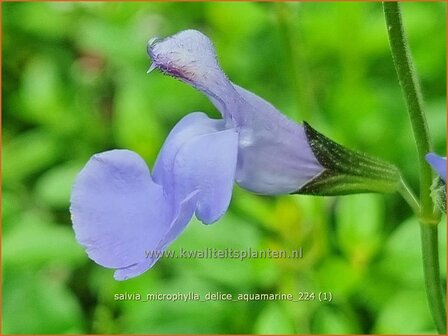 Salvia microphylla &#039;Delice Aquamarine&#039; | Salie, Salvia | Johannisbeersalbei | Blackcurrant Sage
