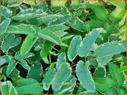 Sanguisorba menziesii &#039;Dali Marble&#039; | Alaska pimpernel, Pimpernel, Sorbenkruid | Menzies Wiesenknopf | Menzie&#039;s 