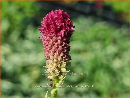 Sanguisorba menziesii &#039;Dali Marble&#039; | Alaska pimpernel, Pimpernel, Sorbenkruid | Menzies Wiesenknopf | Menzie&#039;s 