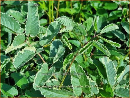 Sanguisorba menziesii &#039;Dali Marble&#039; | Alaska pimpernel, Pimpernel, Sorbenkruid | Menzies Wiesenknopf | Menzie&#039;s 