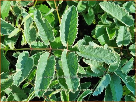 Sanguisorba menziesii &#039;Dali Marble&#039; | Alaska pimpernel, Pimpernel, Sorbenkruid | Menzies Wiesenknopf | Menzie&#039;s 