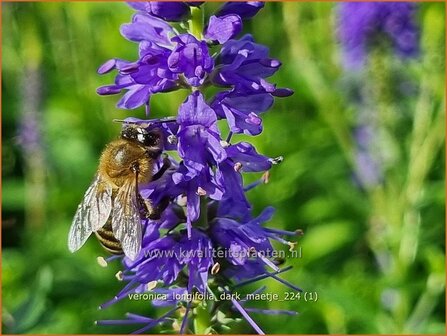 Veronica longifolia 'Dark Maetje' | Lange ereprijs, Langbladige ereprijs, Ereprijs | Langbl&auml;ttriger Ehrenpreis | Gar