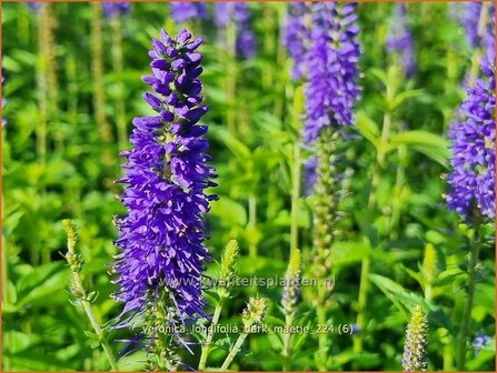 Veronica longifolia 'Dark Maetje' | Lange ereprijs, Langbladige ereprijs, Ereprijs | Langbl&auml;ttriger Ehrenpreis | Gar