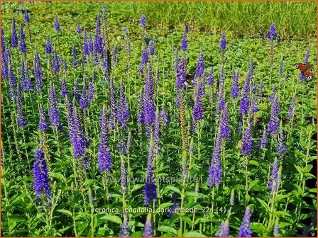 Veronica longifolia 'Dark Maetje' | Lange ereprijs, Langbladige ereprijs, Ereprijs | Langbl&auml;ttriger Ehrenpreis | Gar