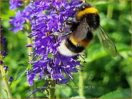 Veronica longifolia 'Dark Maetje' | Lange ereprijs, Langbladige ereprijs, Ereprijs | Langbl&auml;ttriger Ehrenpreis | Gar