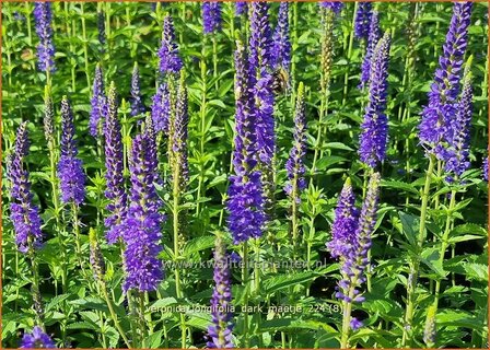Veronica longifolia 'Dark Maetje' | Lange ereprijs, Langbladige ereprijs, Ereprijs | Langbl&auml;ttriger Ehrenpreis | Gar