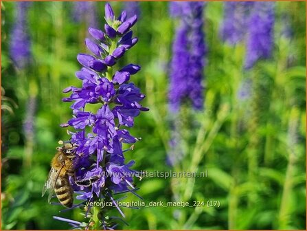 Veronica longifolia 'Dark Maetje' | Lange ereprijs, Langbladige ereprijs, Ereprijs | Langbl&auml;ttriger Ehrenpreis | Gar