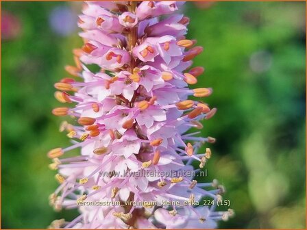 Veronicastrum virginicum 'Kleine Erika' | Virginische ereprijs, Zwarte ereprijs, Naaldereprijs | Kandelaberehrenpreis