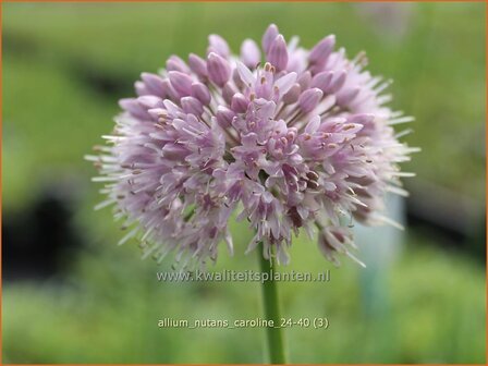 Allium nutans 'Caroline' | Siberisch bieslook, Look | Sibirischer Knoblauch | Siberian Chives