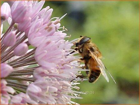 Allium nutans 'Caroline' | Siberisch bieslook, Look | Sibirischer Knoblauch | Siberian Chives