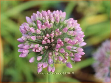 Allium nutans &amp;#x0027;Esmee&amp;#x0027; | Siberisch bieslook, Look | Sibirischer Knoblauch | Siberian Chives