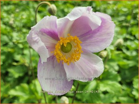 Anemone hybrida 'Regal Swan' | Herfstanemoon, Japanse anemoon, Anemoon | Herbstanemone | Japanese Anemone