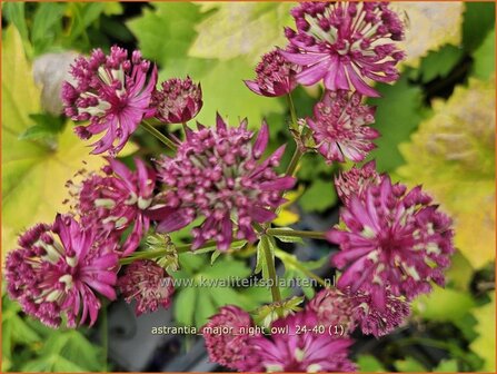 Astrantia major &amp;#x0027;Night Owl&amp;#x0027; | Zeeuws knoopje, Groot sterrenscherm | Gro&amp;#x00df;e Sterndolde | Greater
