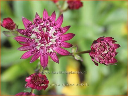 Astrantia major &amp;#x0027;Night Owl&amp;#x0027; | Zeeuws knoopje, Groot sterrenscherm | Gro&amp;#x00df;e Sterndolde | Greater