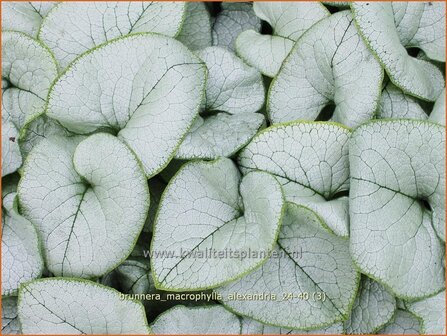 Brunnera macrophylla 'Alexandria' | Kaukasische vergeet-mij-nietje, Balkan vergeet-mij-nietje, Vast vergeet-mij-nietj