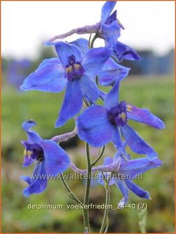 Delphinium &#039;V&ouml;lkerfrieden&#039; | Ridderspoor | Rittersporn | Larkspur