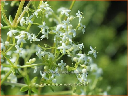 Galium mollugo &#039;Meddo&#039; | Glad walstro, Walstro | Wiesen-Labkraut | Hedge Bedstraw