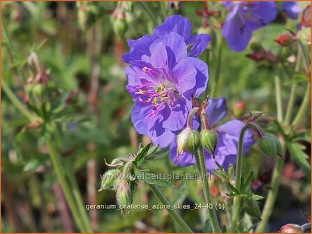 Geranium pratense &#039;Azure Skies&#039; | Beemdooievaarsbek, Weideooievaarsbek, Ooievaarsbek, Tuingeranium, Geranium | Wiesen