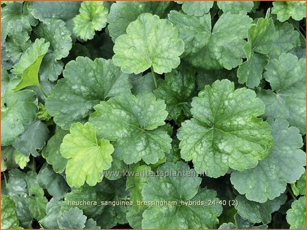 Heuchera sanguinea &#039;Bressingham Hybrids&#039; | Purperklokje | Purpurgl&ouml;ckchen | Coral Bells