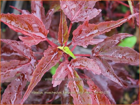 Hibiscus moscheutos 'Carousel Jolly Heart' | Tuinhibiscus, Moerashibiscus, Altheastruik, Heemstroos | Roseneibisch | 
