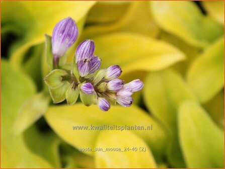 Hosta &#039;Sun Mouse&#039; | Hosta, Hartlelie, Funkia | Funkie | Hosta