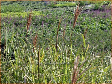 Miscanthus sinensis &#039;Red Tower&#039; | Chinees prachtriet, Chinees riet, Japans sierriet, Sierriet | Chinaschilf | Eul